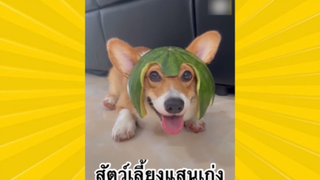 สัตว์เลี้ยงเพื่อนขนปุย : สัตว์เลี้ยงแสนเก่ง