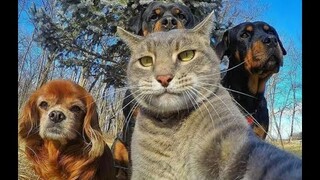 Tổng Hợp Video Chó Mèo Hài Hước Nhất 2023 | Funniest Cats And Dogs Video 😺😍 2023 | Part 10