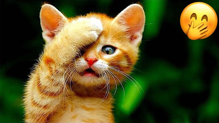 Funny Animal Videos 2022 😂 - Funniest Cats And Dogs Videos 😺😍 #24 - Bilibili Funny Animal Videos 2022 😂 - Funniest Cats And Dogs Videos 😺😍 #24 - Bilibili