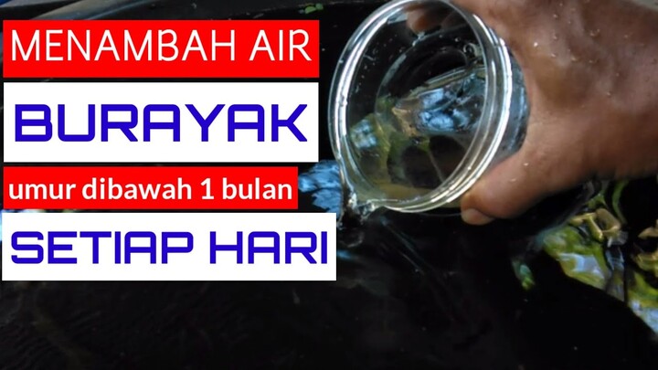 Cara Menambah Air Burayak Ikan Cupang