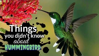 Things you didn't know about Hummingbird | Hummingbirds | Tenrou21
