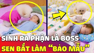 Sinh ra là THÂN PHẬN CAO QUÝ nhưng Boss phải ngậm ngùi 'CÂN MỌI VIỆC' giúp Sen vì miếng ăn 🥰 Gâu Đần