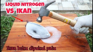 EKSPERIMEN: IKAN dibekukan Liquid Nitrogen, Kemudian diPalu.. Apakah ikan akan pecah? #experiment