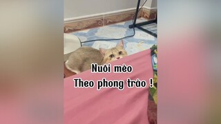 Đừng nuôi mèo theo phong trào nhé các bạn 🥰. Hãy nuôi vì thực lòng yêu thương nó. mèo