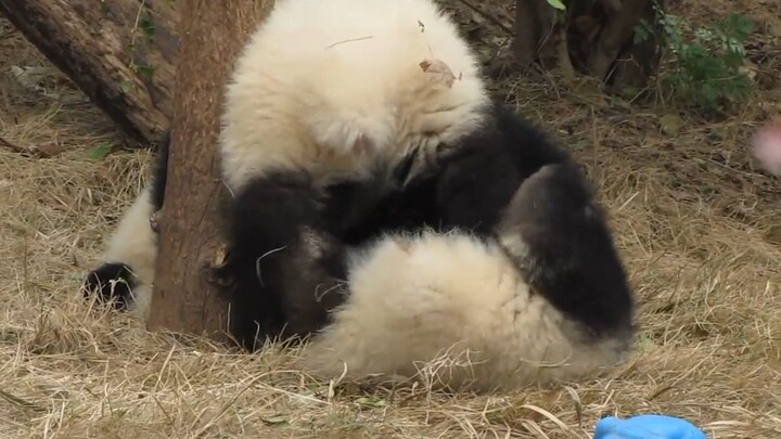 [Animals]Sweet moments of skylarking pandas
