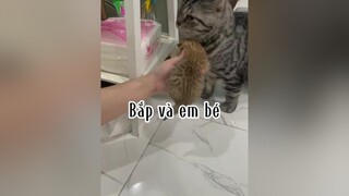 Ủa là sao ?? Lú rồi nhaaaa cat mèo