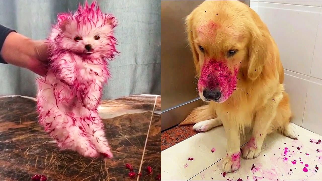 dragon fruit dog