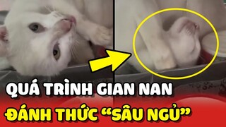 Sen VẤT VẢ với quá trình ĐÁNH THỨC 1 chiếc mèo "SÂU NGỦ" 😂 | Yêu Lu