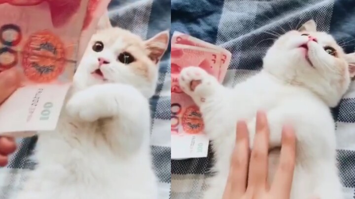 你是给钱就能摸的小猫咪吗