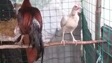 manok na pula