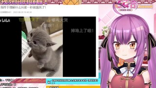 龙女看修猫干饭 怕不是差一秒就饿死了