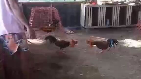 5k SWEATER Sparring
