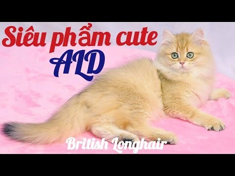Mèo hài hước, dễ thương | Mèo Anh lông dài - Siêu cute | Miuka Vlog | P4