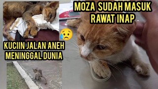 Kucing Sakit Parah Di Kurung Di Kandang Tidak Di Bawa Ke Dokter Part 2 Pas Pulang Tambah Sedih..!