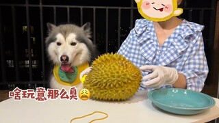 The first time I smelled durian, it was a bit uncomfortable for Alaskan dogs 😅😅.