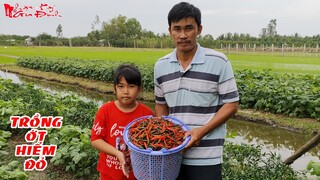 Kỹ Thuật Trồng Ớt Hiểm Đỏ Trái Vụ Đạt Năng Suất Cao Cho Quả Đẹp Và Ít Bị Thối Trái | NKGĐ