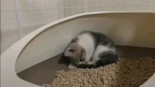 【萌猫/沙雕日常】生活沙雕名场面——萌猫搞笑日常vlog5