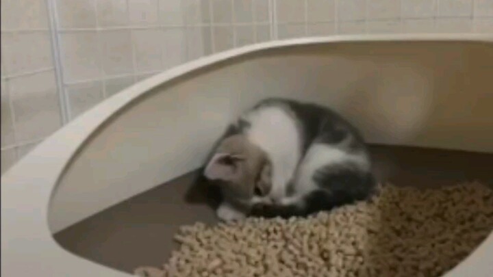 【萌猫/沙雕日常】生活沙雕名场面——萌猫搞笑日常vlog5