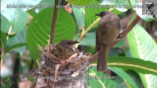 OLIVE-WINGED BULBUL incubating