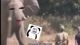Elephant: That was close!