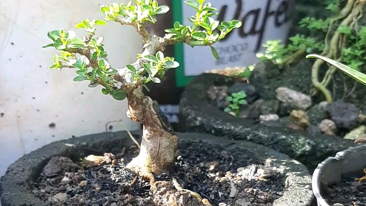 seni Bonsai