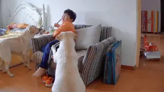 Dance|Dogs Care About Their Owner