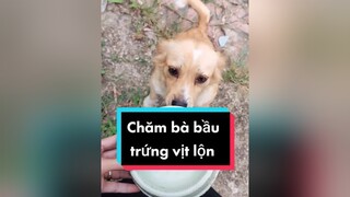 Tốn kém lắm haha.   cunyeucuadua chó chócon chókhôn chócute