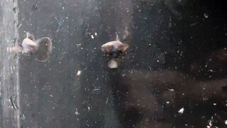 ikan gupy