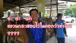 #โรงเรือน สุขาภิบาล สุขภาพ วัว กับJB กนกฟาร์ม 081-802-9719