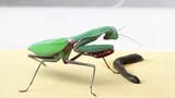 [Animals]Can the mantis catch a leech?