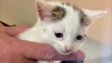 Help A Little Orphan Kitten Was Flea - Infested Has Better Life