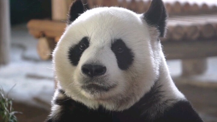 Panda Raksasa|Zhu Yun
