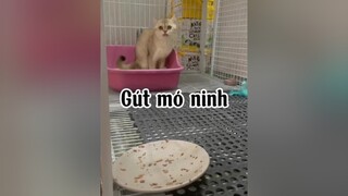 Gút mo ninh. mèo cute