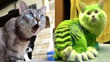 Try Not To Laugh or Grin While Watching Funny Animals Compilation #29
