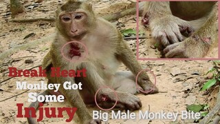 BREAK HEART NEW​ UPDATE!, YOUNG MUM MONKEY BELLEY GOT SOME SEVERE INJURY, BIG MALE MONKEY BITE