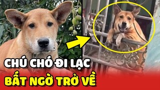 Biểu cảm BẤT NGỜ của gia đình khi chú chó ĐI LẠC TRỞ VỀ 😍 | Yêu Lu