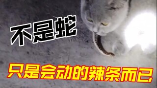 两个月大的猫咪就不能吃辣条啦！！！