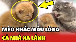 Bé mèo KHÁC MÀU LÔNG bị mẹ và anh chị XA LÁNH rất đáng thương | Yêu Lu