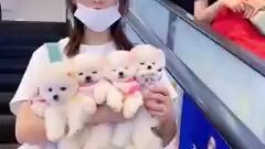 sharing cutie pup's