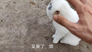 一开始以为，只吸一口猫不会怎么样