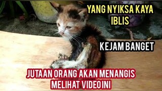 Astagfirulah Anak Kucing Ini Di Siram Minyak Panas Dan Perutnya Terbelah Sampai Gak Bisa Gerak..!