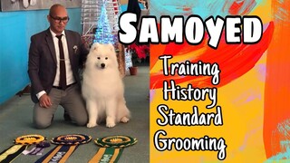 Samoyed Breed | Training, History, Standard and Grooming.