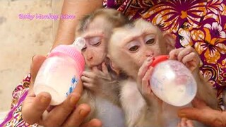 So Sweet Both Baby Lion & Sono Open Big Eyes Contact Drinking Milk,Grandma Make Double Milk For Sono