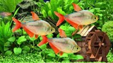 ikan hias kecil air tawar aquarium colombian blue tetra