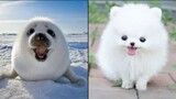 ลูกสัตว์น่ารัก Videos Compilation cute moment of the animals - Dog and Cat SOO Cute 101