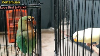 Pertemuan LoveBird & Parkit Masih Satu Keluarga