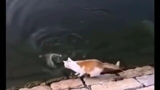 Laugh Trip Cat ever 😹😹😹