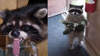 Funniest Raccoons Video Compilation 2021 | Pet Squad