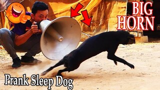 Biggest Horn vs Prank Sleeping Dog So Funny With Scare Reaction - Try To Stop Laughing