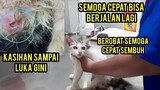 Bismillah Anak Kucing Lumpuh Sudah Kedokter Lukanya Hampir Buat Ada Belatung..!